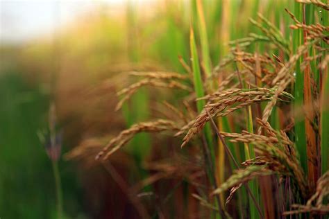 paddy field paddy crop agriculture paddy rice nature farming