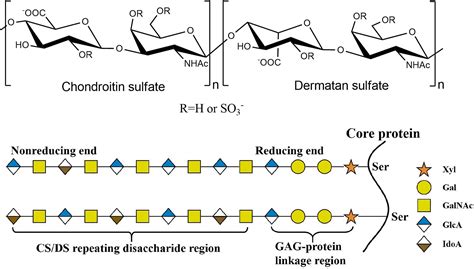 Frontiers Research And Application Of Chondroitin Sulfate Dermatan