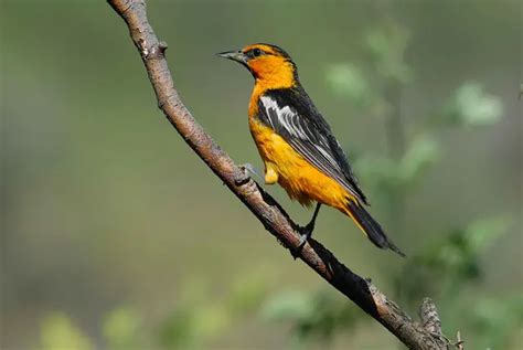 8 Types Of Orioles In North America With Pictures 2023