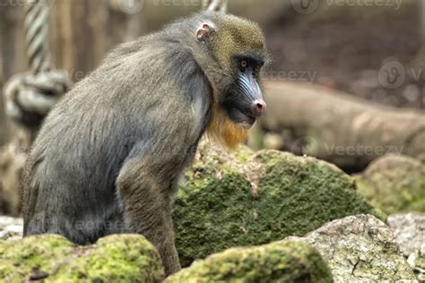 Isolated Mandrill Monkey portrait 20421800 Stock Photo at Vecteezy