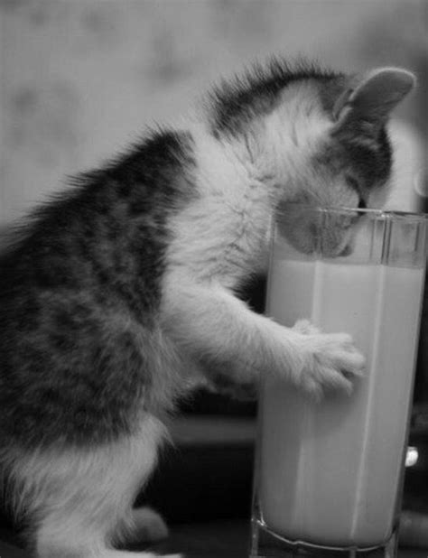 17 Best Images About Got Milk On Pinterest Loretta Young Ava