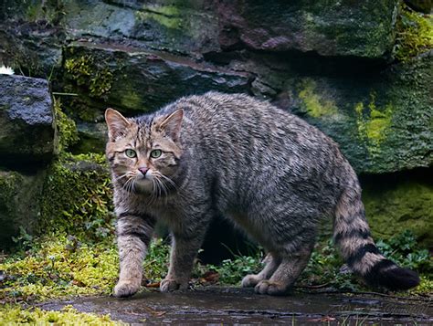 Ancient DNA Shows Cats Domesticated Themselves – Why Are We Not Surprised?