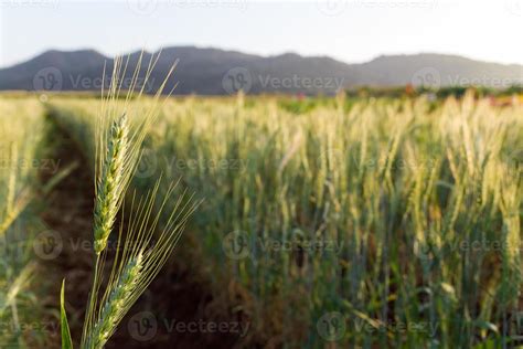 Green barley field 13144591 Stock Photo at Vecteezy