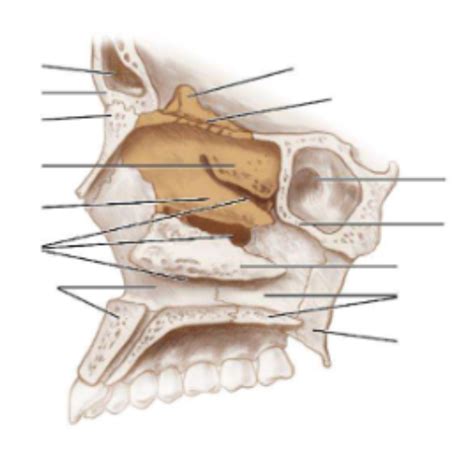 Anatomy Diagram Inferior Ethmoid Diagram Quizlet Hot Sex Picture