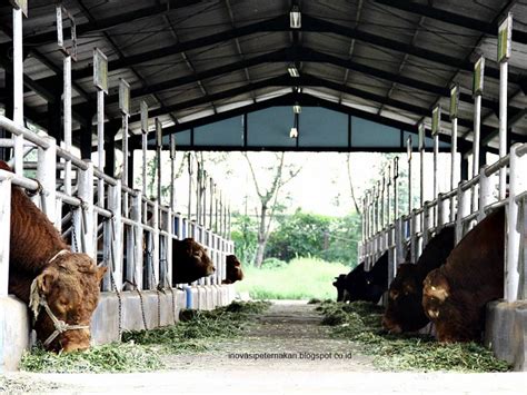 Detail Contoh Kandang Sapi Koleksi Nomer 10