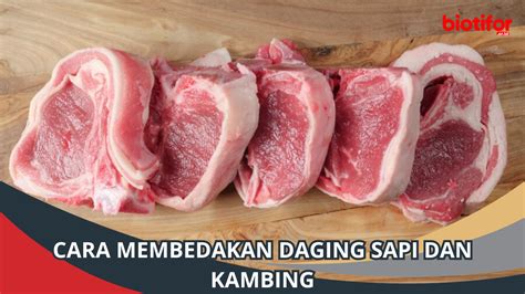 Cara Membedakan Daging Sapi Dan Kambing Panduan Lengkap Biotifor