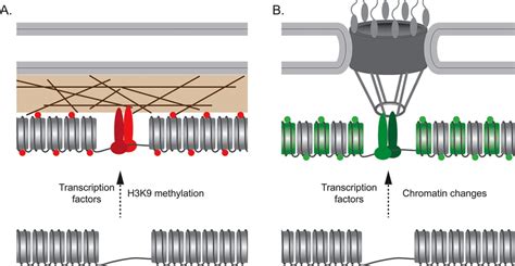 Transcription Factors And Chromatin Function To Control Interactions