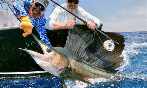 Baby Blue Marlin Fish