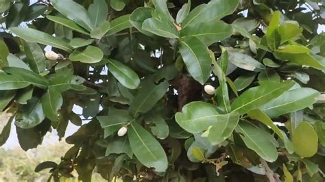 Some Green Leaves And Nuts On A Tree