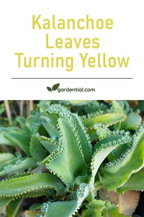 Kalanchoe Leaves Turning Yellow Why This Happens And How To Treat It Hot Sex Picture