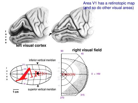 Area V1 Has A Retinotopic Map And So Do Other Visual Areas Ppt