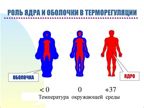 Физиология энергетического обмена и температурного гомеостазиса ...