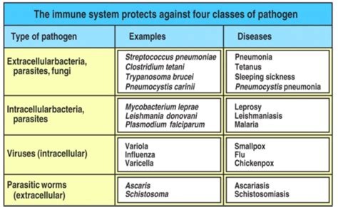 Neuroimmunology Class Flashcards Quizlet