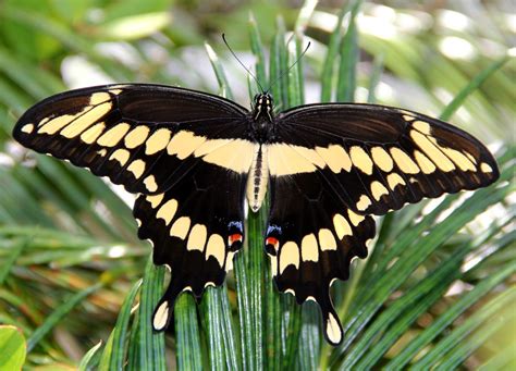 Beautiful Butterfly Gardens in Florida to Visit - Florida Splendors