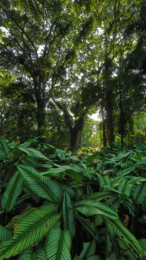 Gambar Daun Dalam Hutan Luke Davis