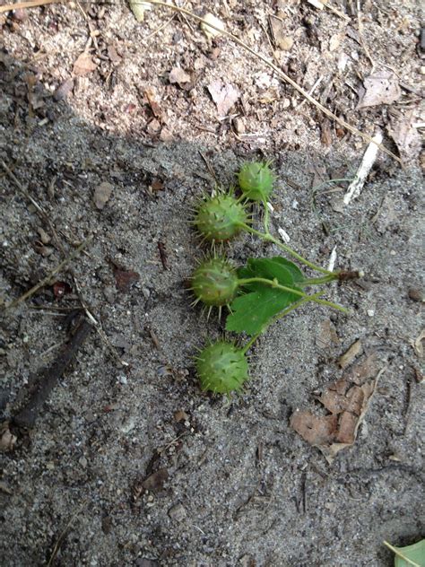 Damn Arbor: Prickly Gooseberry