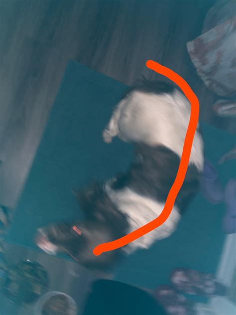 what does this posture mean? : r/DogAdvice