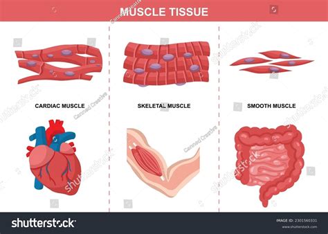 Muscle Tissue Structure Diagram Lesson Explainer Stock Vector (Royalty ...