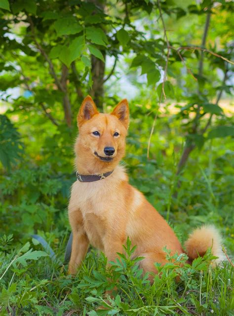 Dog Breeds Russian