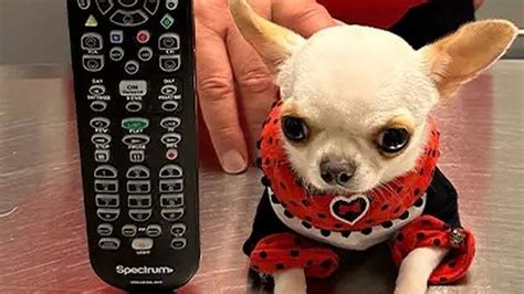 Chihuahua Pearl Ist Der Kleinste Hund Der Welt