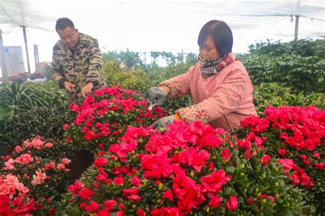 信阳光山冬至到 农事忙 国际在线