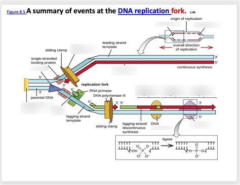 DNA replication fork Diagram | Quizlet