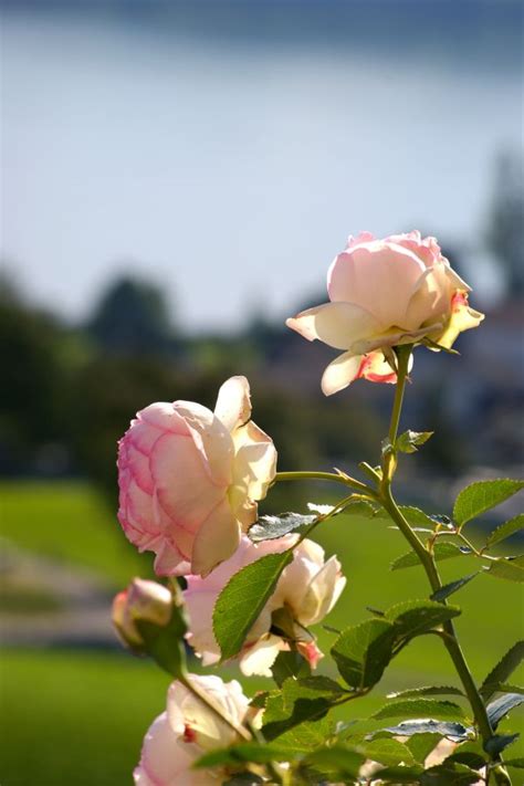 Free Images Nature Blossom Bloom Botany Garden Pink Flora