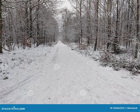 Pathway In A Forest Covered With Snow Surrounded By Naked Trees Stock