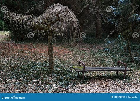 Old Park Bench Placed Next To Naked Decorative Willow Tree Spring Plants Stock Photo Image Of