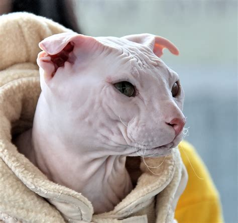 Украинский левкой кот - картинки и фото koshka.top