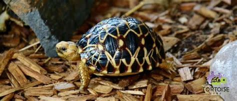 Burmese Star Tortoise Diet Burmese Star Tortoise Feeding