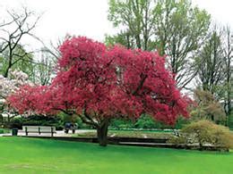 Магазин саженцев и садовых растений с доставкой по Москве и МО