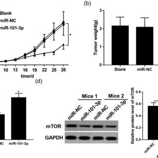 MTOR Participates In MiR 101 3p Mediated Irradiation Sensitivity Of