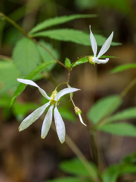 Gillenia Trifoliata Indian Physic Bowman S Root Or Amer Flickr