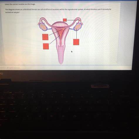 Select The Correct Location On The Image The Diagram Shows An Unfertilized Female Sex Cell At