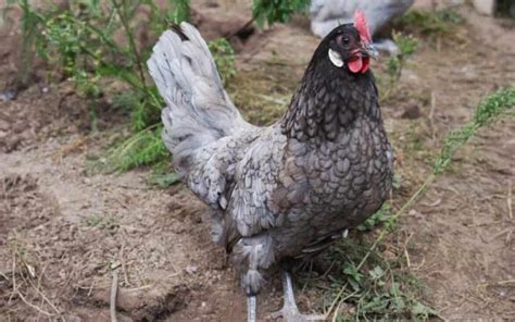 25 Chicken Breeds with Traits, Characteristics, and Egg Production