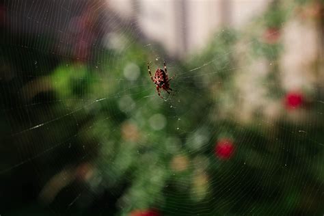 Araneus Diadematus : r/pics