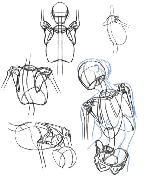 Shoulder bones study : r/learntodraw