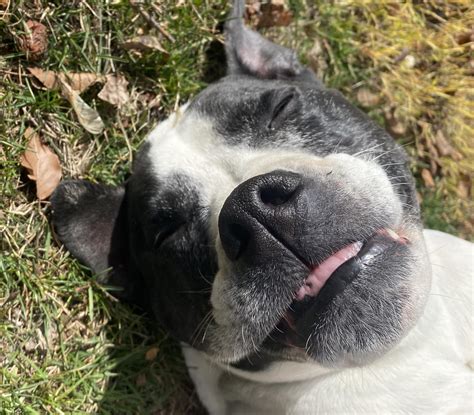 My dog smiling makes me smile : r/MadeMeSmile
