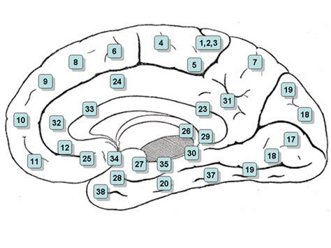 Características do quiasma óptico anatomia e lesões Learnaboutworld