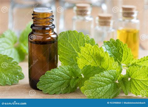 Melissa Lemon Balm Essential Oil With Fresh Melissa Leaves Stock Photo