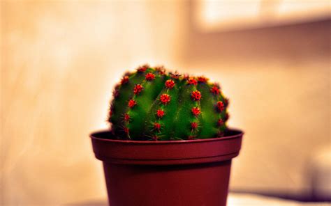 Cactus HD Wallpaper Free Download