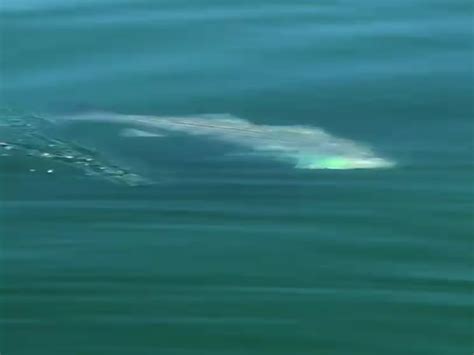 Great White Shark Steals Fishermans Catch