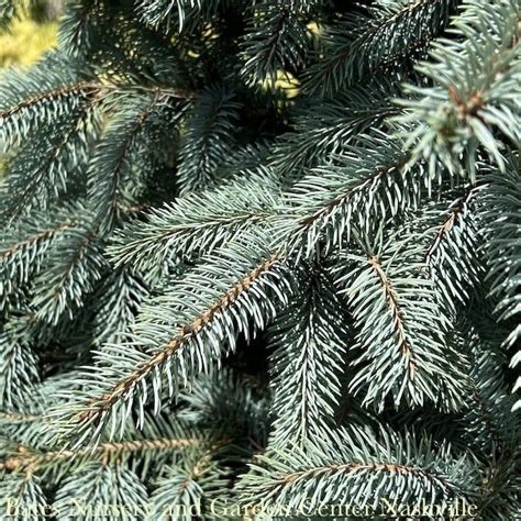 10 Picea Pun Baby Blue EYES Dwarf Colorado Blue Spruce