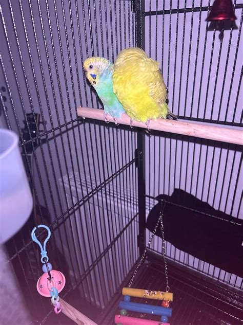 While the other one gets a good night sleep the other stays in this