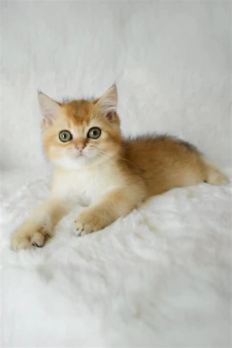 Adopt Boss British Shorthair Kitten with Green Eyes