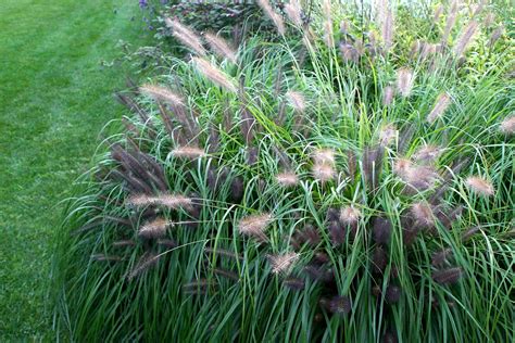 Not Too Late to Save Your Purple Fountain Grass - Laidback Gardener