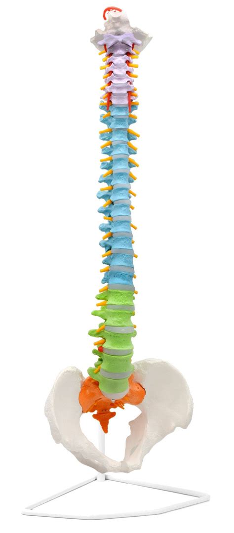 Human Spine Pelvis Model Flexible Color Coded Vertebrae Life