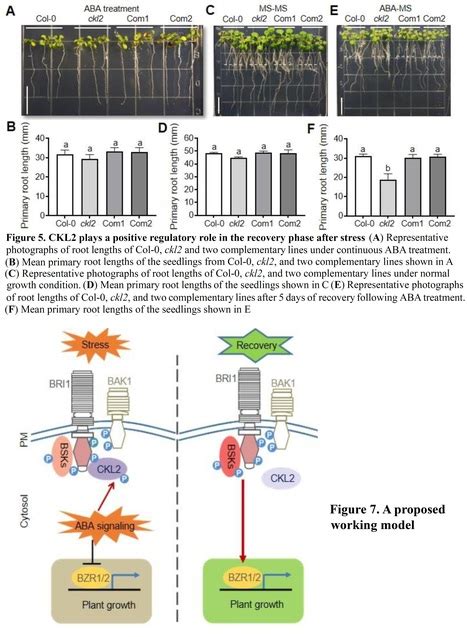 Ckl2 Mediates The Crosstalk Between Abscisic Ac