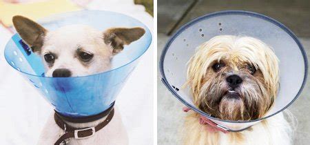 Защитный воротник для собак